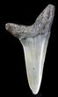 Sharp Fossil Mako Tooth - Maryland #29943-1